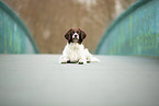 lying Dutch Partridge Dog