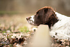 lying Dutch Partridge Dog