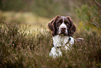 Dutch Partridge Dog