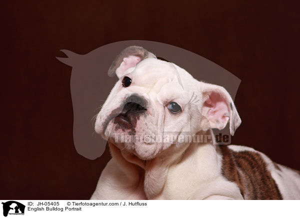 Englische Bulldogge Portrait / English Bulldog Portrait / JH-05405