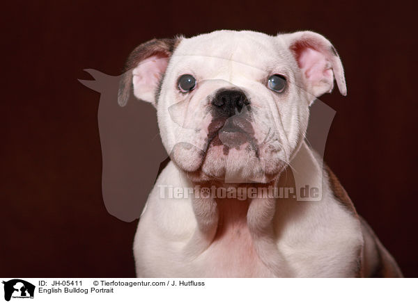 Englische Bulldogge Portrait / English Bulldog Portrait / JH-05411