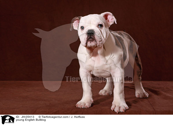 junge Englische Bulldogge / young English Bulldog / JH-05413