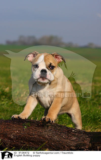 English Bulldog puppy / IF-06472