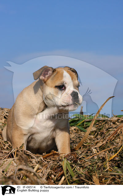 Englische Bulldogge Welpe / English Bulldog puppy / IF-06514