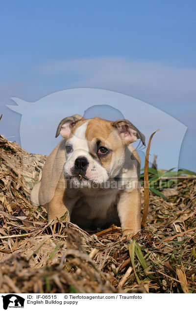 Englische Bulldogge Welpe / English Bulldog puppy / IF-06515