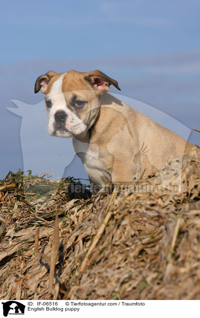 Englische Bulldogge Welpe / English Bulldog puppy / IF-06516