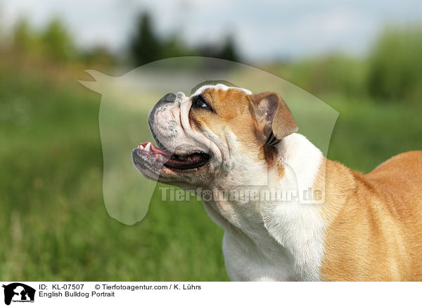 English Bulldog Portrait / KL-07507