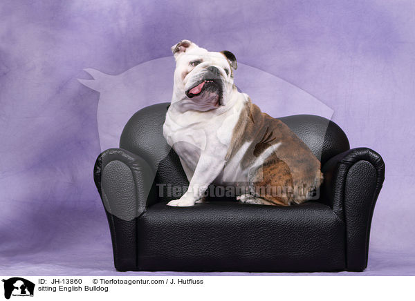 sitting English Bulldog / JH-13860