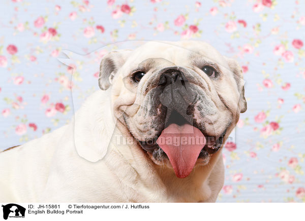 Englische Bulldogge Portrait / English Bulldog Portrait / JH-15861