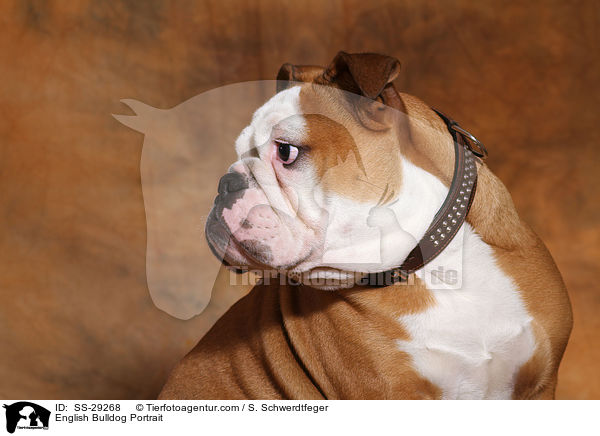 English Bulldog Portrait / SS-29268