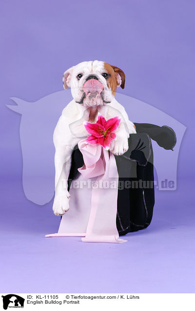 Englische Bulldogge Portrait / English Bulldog Portrait / KL-11105