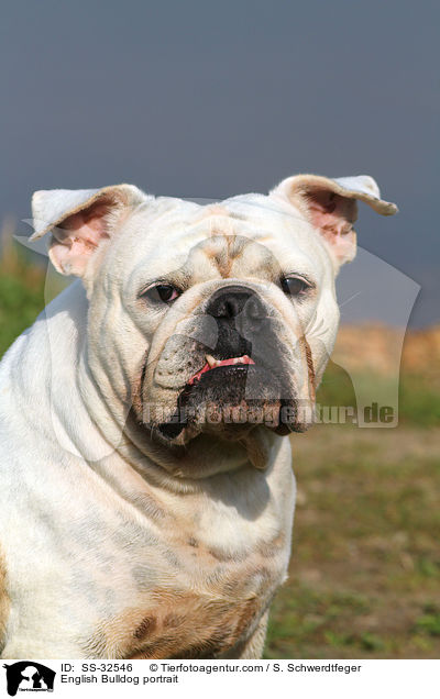 English Bulldog portrait / SS-32546