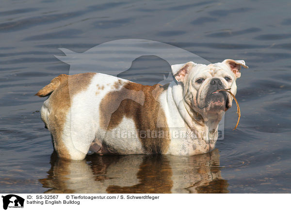 bathing English Bulldog / SS-32567