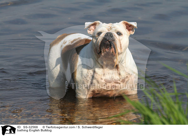 bathing English Bulldog / SS-32568