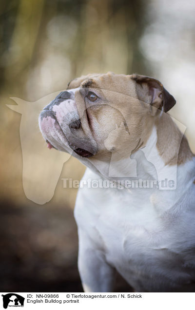 English Bulldog portrait / NN-09866