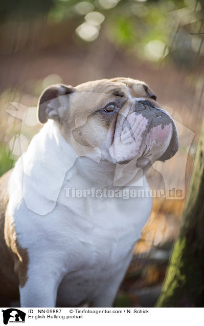 English Bulldog portrait / NN-09887