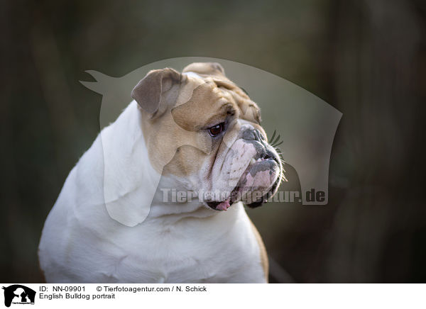 English Bulldog portrait / NN-09901