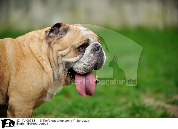 English Bulldog portrait / YJ-08783