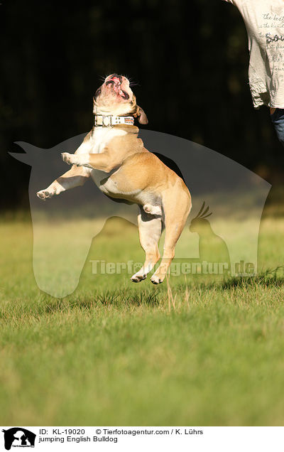 jumping English Bulldog / KL-19020