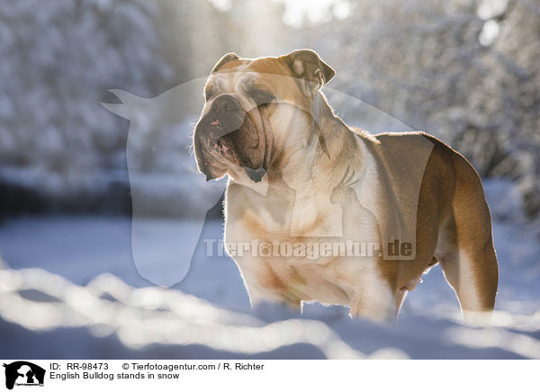 English Bulldog stands in snow / RR-98473