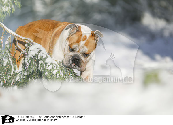English Bulldog stands in snow / RR-98497