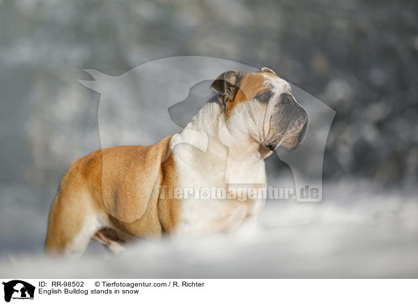 English Bulldog stands in snow / RR-98502