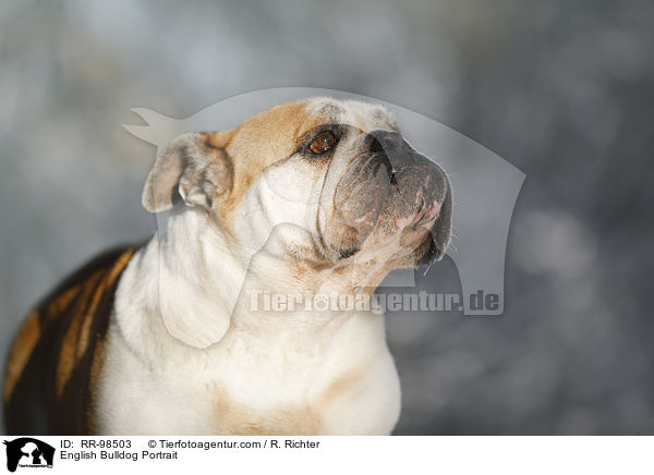 English Bulldog Portrait / RR-98503