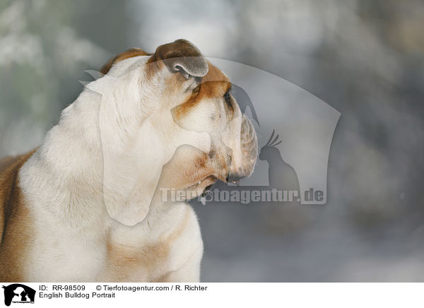 English Bulldog Portrait / RR-98509