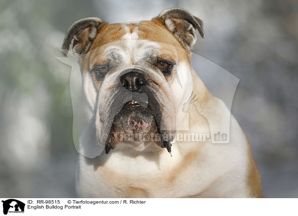 English Bulldog Portrait / RR-98515