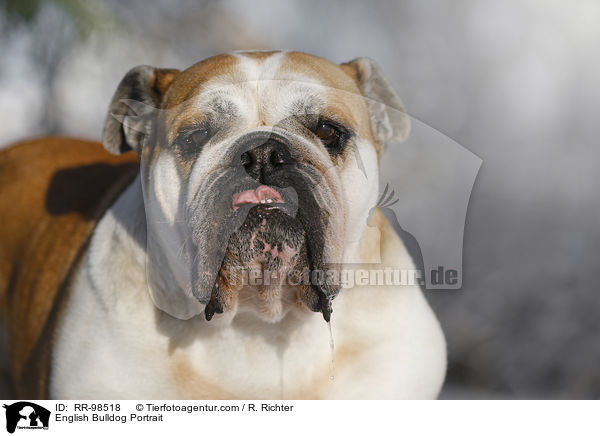 English Bulldog Portrait / RR-98518