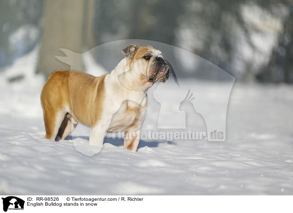 English Bulldog stands in snow / RR-98526