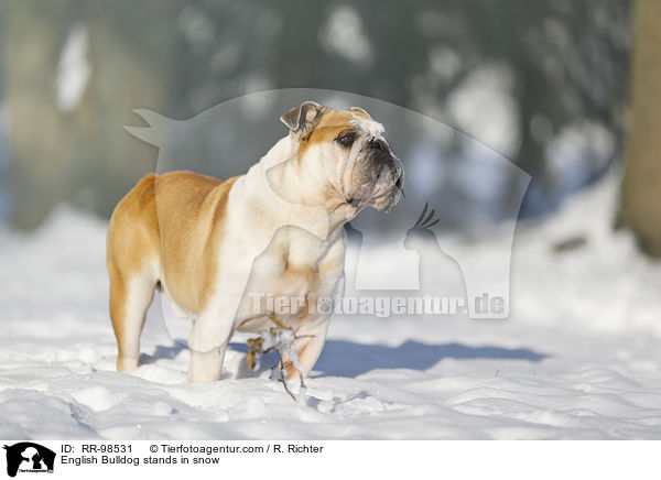 English Bulldog stands in snow / RR-98531