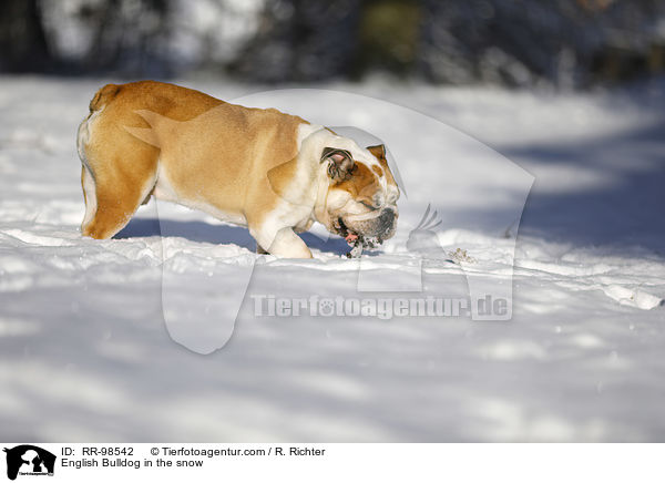 English Bulldog in the snow / RR-98542