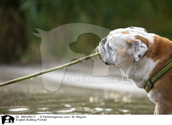 English Bulldog Portrait / MW-08617