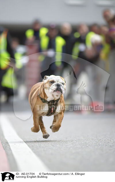 running English Bulldog / AE-01704