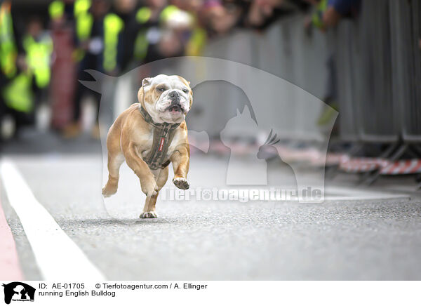 running English Bulldog / AE-01705
