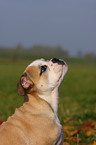 English Bulldog puppy