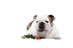 lying English Bulldog