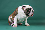 sitting English Bulldog