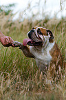 English Bulldog gives paw