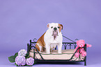 sitting English Bulldog