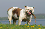 fetching English Bulldog