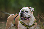 English Bulldog Portrait