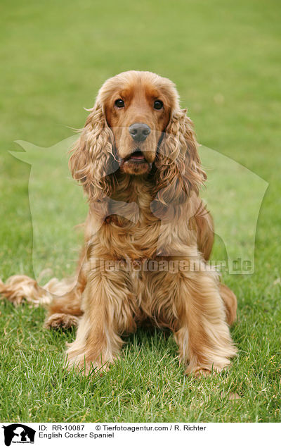 English Cocker Spaniel / RR-10087