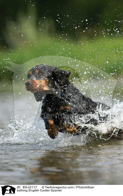 badender Englischer Cocker Spaniel / bathing English Cocker Spaniel / BS-02117