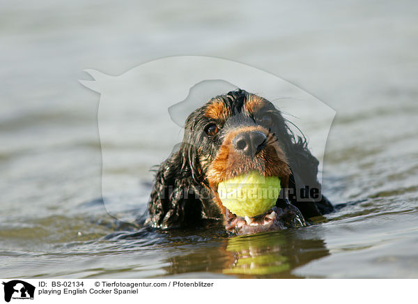 spielender Englischer Cocker Spaniel / playing English Cocker Spaniel / BS-02134