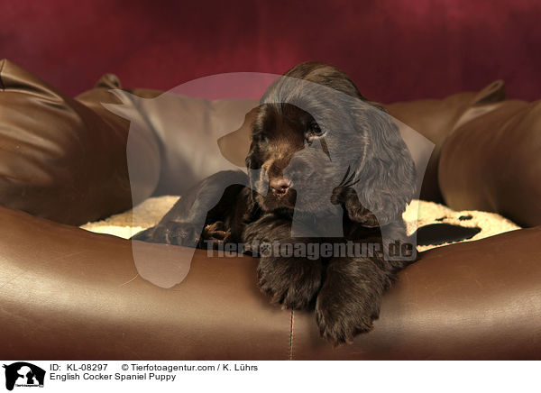 English Cocker Spaniel Puppy / KL-08297