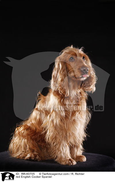 red English Cocker Spaniel / RR-40705