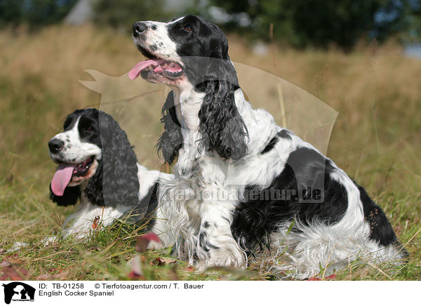 English Cocker Spaniel / TB-01258