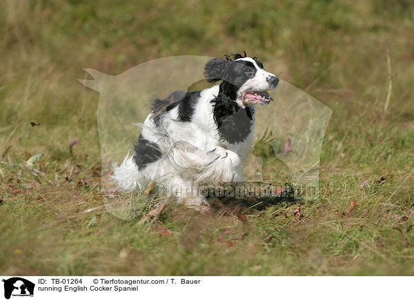 running English Cocker Spaniel / TB-01264